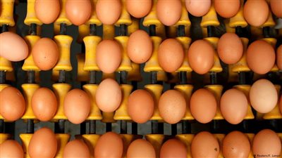 جمعية ألمانية: الإفراط في تناول البيض يؤدي إلى الضعف الجنسي