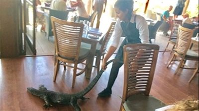 بالفيديو والصور.. فتاة تسيطر على سحلية عملاقة بمطعم