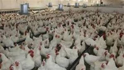 «الثروة الداجنة»: توقعات بتراجع أسعار الدواجن بعد عيد الفطر