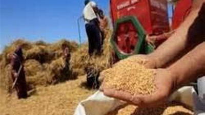 توريد 142 ألف طن قمح لشون وصوامع قنا