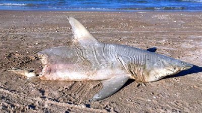 بالصور.. الكشف عن السر وراء نصف قرش بشاطئ فلوريدا