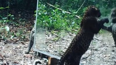 بالفيديو.. رد فعل حيوانات تشاهد نفسها لأول مرة في المرآة