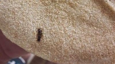 بالصور.. العثور على «صرصار» في رغيف الخبز بفيصل