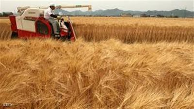 روسيا تلغي رسوم تصدير القمح لمدة عامين