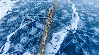 بالصور.. رعاة يقودون 3 آلاف من الغنم وسط بحيرة متجمدة