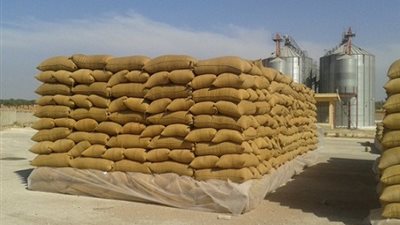 لجنة برامج تضع ضوابط سحب القمح من الشون المكشوفة قبل الشتاء