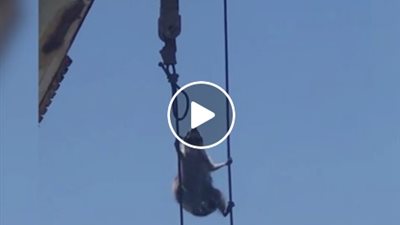 راكون يحول رافعة للعبة ملاهي (فيديو)