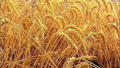 مصر تتعاقد على شراء 60 ألف طن قمح من رومانيا