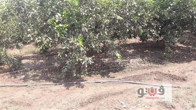 بالصور.. لقاء تثقيفي لمزارعي بنجر السكر في الغربية