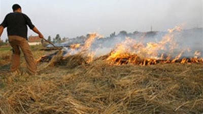 البيئة: تحرير 87 محضرا لحارقي قش الأرز بكفر الشيخ