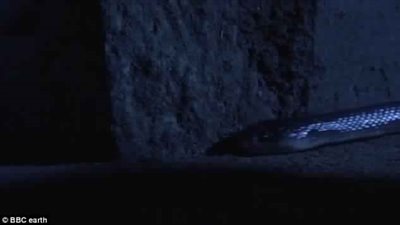 ثعبان سام يتسلل لفراش رجل أثناء نومه (فيديو)