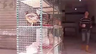 بالفيديو.. ارتفاع أسعار الدواجن والبلدي بـ38 جنيهًا في الجيزة