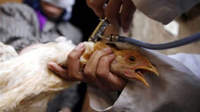 «غرفة بورسعيد»: حقن الدواجن بالمياه أشهر حالات الغش بالأسواق