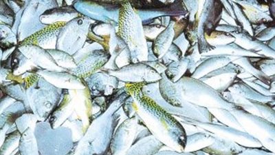 الثروة السمكية توفر 3 أنواع بسعر مدعم في الغردقة