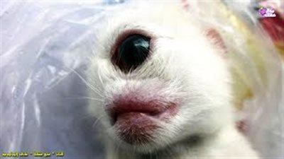 بالفيديو.. أغرب 8 مخلوقات أثارت دهشة العلماء