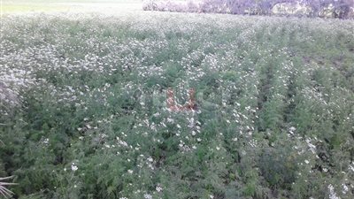 قرى الفيوم تغزو اليابان وشرق آسيا بالنباتات الطبية والعطرية (صور)