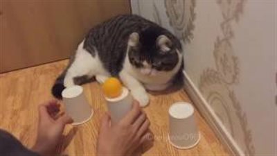 بالفيديو.. قطة ذكية تتفوق في لعبة الكرة المخبأة تحت الكوب