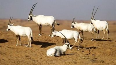 أسعار تذاكر دخول المحميات الطبيعية للمصريين والأجانب