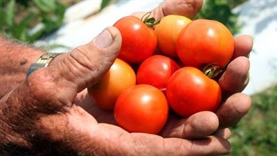 كيلو الطماطم بـ3.5 جنيهات في أسواق الجيزة