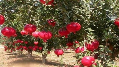 «الرمان».. ضحية داعش.. سيطرة التنظيم الإرهابي على العراق سبب تراجع أهم صادرات مصر.. 12 ألف فدان سبب تصدير أسيوط في تصدير المنتج العالمي.. وتوجهات فتح خطوط جديدة مع الصين
