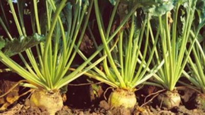 بنجر السكر.. محصول يدخل النفق المظلم.. تبكير التوريد وتراجع سعر الطن أهم الأسباب.. المزارعون قرروا عدم زراعته بسبب الأضرار المادية الكبيرة.. والمصانع أبرز المتضررين