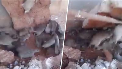 لحظة خروج عشرات الفئران من أرضية مبنى حاول صاحبه تجديده (فيديو)