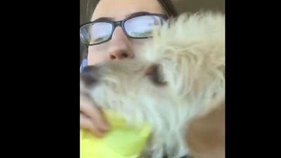 كلب يخطف الطعام من صاحبته يشعل «فيس بوك» (فيديو)