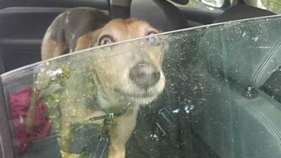 بكاء كلب داخل سيارة ساخنة بعد تركه بداخلها (صور)