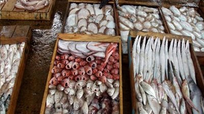 الكابوريا تسجل 37 جنيها بسوق الجملة