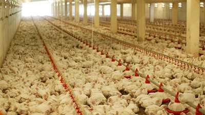 «الوزراء»: انتشار فيروس مجهول يهدد مزارع الدواجن بالمنوفية «شائعة»