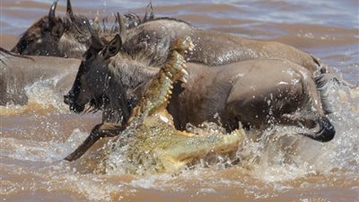 تمساح يهاجم قطيع بري في المياه ويفوز بعشائه