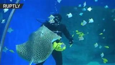 بالفيديو..لحظة وصول بوتين لافتتاح أكبر أحواض الأسماك في العالم