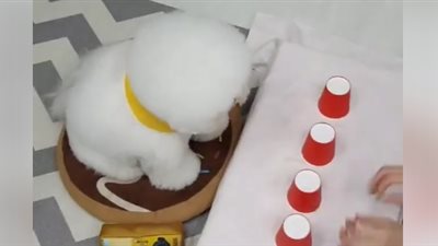 ذكاء كلب يشعل مواقع التواصل (فيديو)