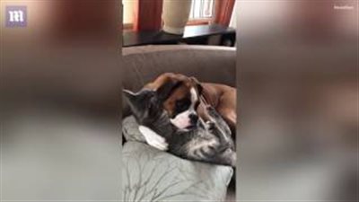 بالفيديو والصور.. صداقة غريبة بين قط وكلب تشعل مواقع التواصل