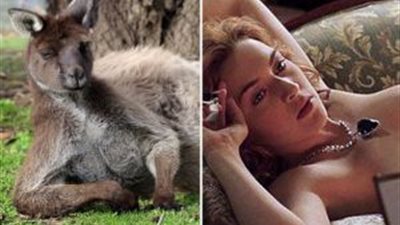 شاهد.. كنجارو يجلس على الأرض على طريقة كيت وينسلت في فيلم «تيتانيك»