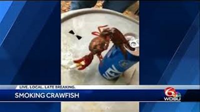 إستاكوزا صاحبة مزاج تدخن السجائر وتشرب البيرة (فيديو)