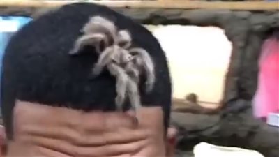 شاب يتحدى خوفه من العناكب بطريقة غريبة (فيديو)