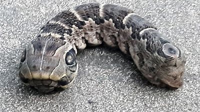 بالفيديو.. امرأة تعثر على ثعبان برأسين