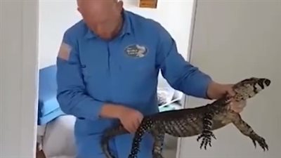 العثور على تمساح يعيش أسفل سرير طفل (فيديو)