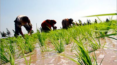 «الري»: لجنة لرصد مخالفات زراعة الأرز في كل محافظة