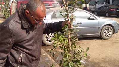 حملة لزراعة ألف شجرة بمدينة الخصوص في القليوبية (صور)