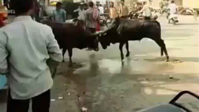 شاهد ما حدث لرجل حاول التفريق بين ثورين غاضبين (فيديو وصور)