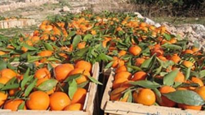 240 مليون دولار إجمالي صادرات الإسماعيلية من المنتجات الزراعية