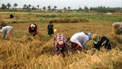 حصاد 1335 فدان أرز بدمياط