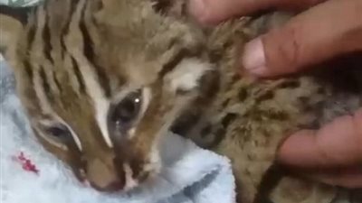 شرطي ينقذ نمرا من الموت (فيديو وصور)