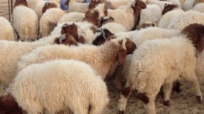 بيت ثقافة القنطرة ينظم ندوة عن أحكام الأضحية