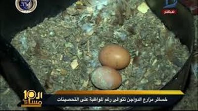 أصحاب مزارع الدواجن: 5 آلاف جنيه سعر طن العلف (فيديو)