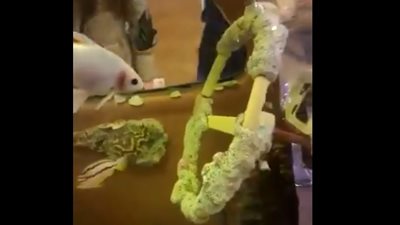 سيارة «فلوكس فاجن» تتحول لحوض أسماك تشد الأنظار (فيديو)