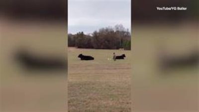 بالفيديو والصور.. نهاية مأساوية لطفل راهن والده على ركوب بقرة