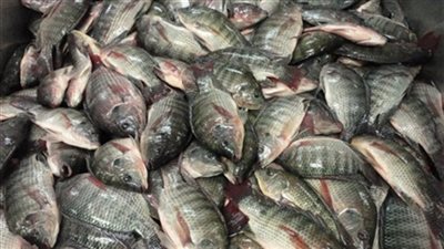 سمك البلطي يسجل 299 جنيهًا بسوق العبور.. اليوم